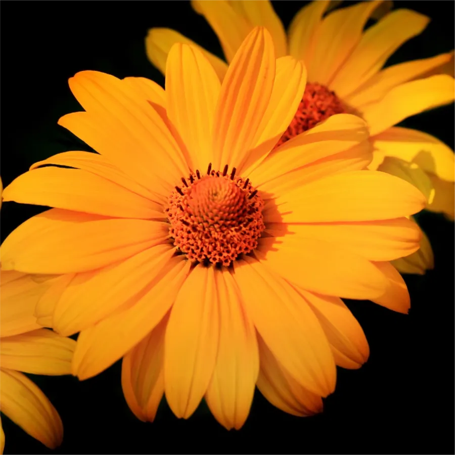 Ufialky Flower 03