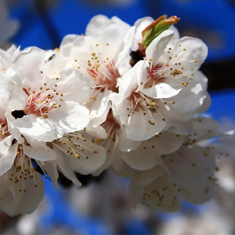 Ufialky Flower 04