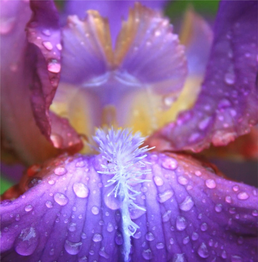 Ufialky Flower 08