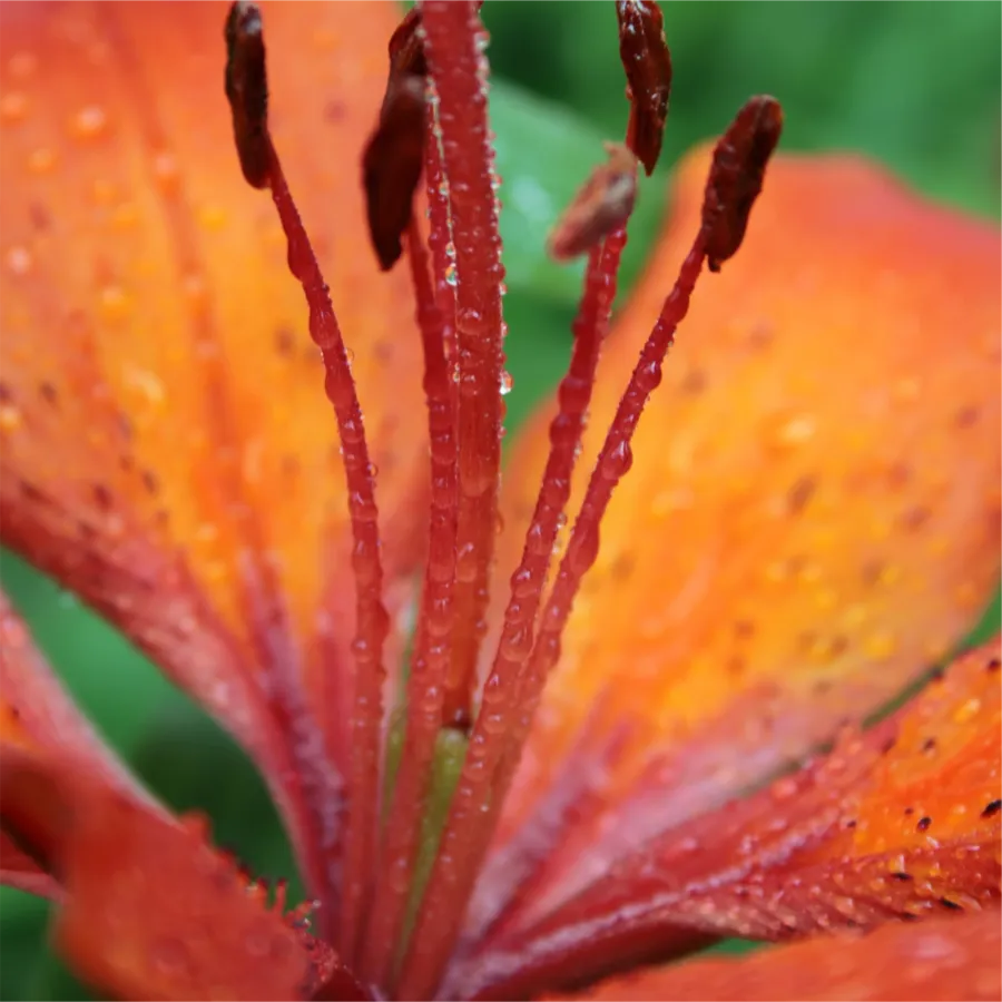 Ufialky Flower 10