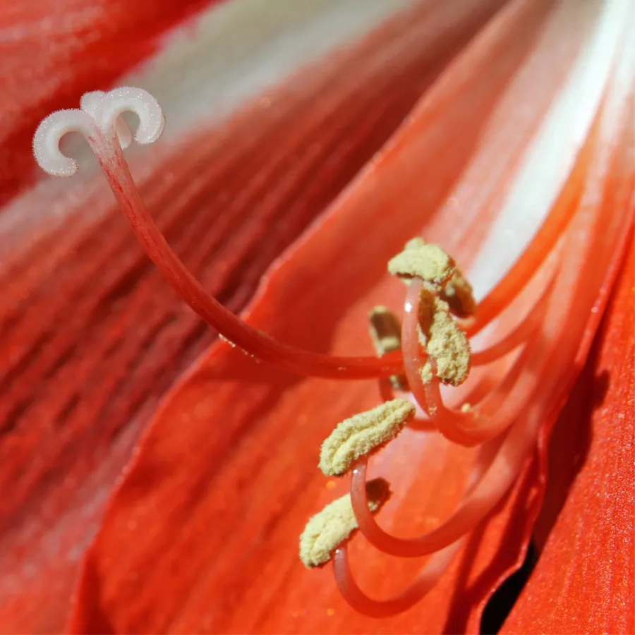 Ufialky Flower 12